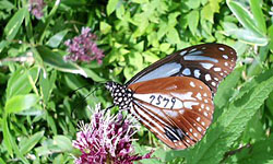 �n�蒱�A�T�M�}�_��