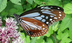 �n�蒱�A�T�M�}�_��