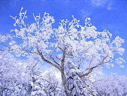 ���V�̃O�����f�R