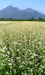 ��Ô֒�R�Ƃ��Δ�