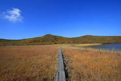 �Y�����̖ؓ�