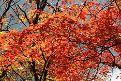 �����΂ƃJ�G�f