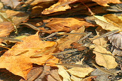 �����t�ƃ��J�T�M