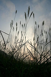 �w�̍������Ɨ[��