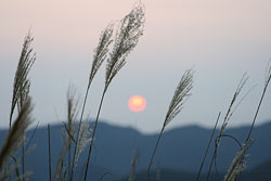 �X�J�C�o���[�̗[��